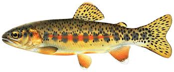 trout