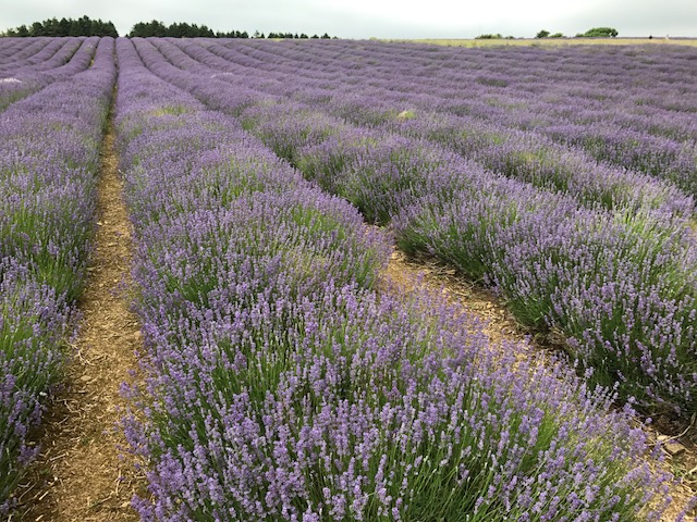 Lavender at Snowshill - cotswold tours from Oxford