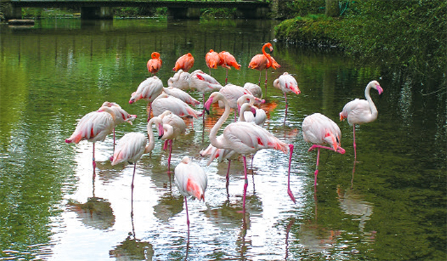 Flamingos at Birdland - Cotswold Tours from Moreton in Marsh